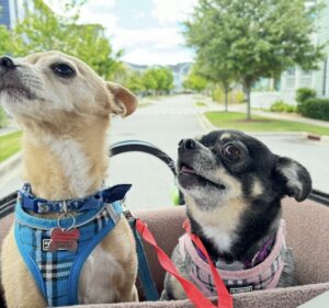 Bambi & Winnie