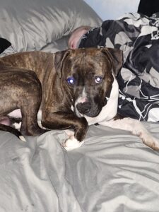 Diesel