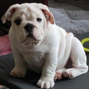 Gabe Maximillian “Max”