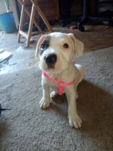 Harley