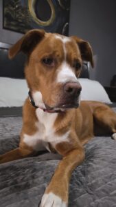 Jaz
