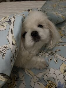 Lulu