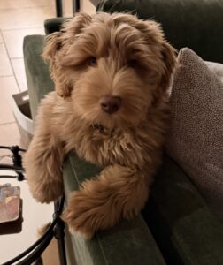 Ozzie