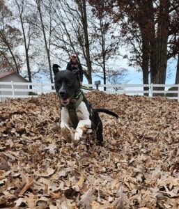 Scout