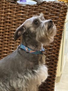 Sir Maxwell (Max)